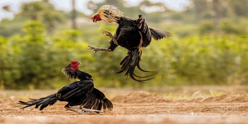 Đá gà cựa dao đang nhận được sự yêu mến của đông đảo người chơi